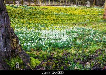 Schneefälle und Winteraconite im Welford Park in Berkshire. Stockfoto