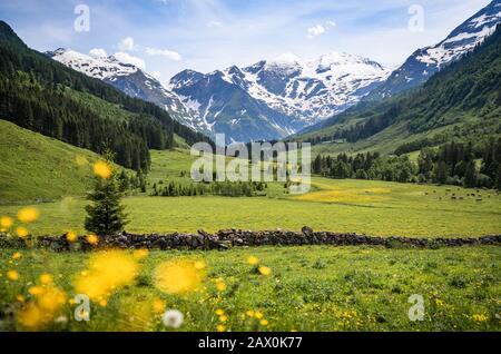 Schöner Panoramablick auf die ländliche Alpenlandschaft mit Kühen, die an einem sonnigen Tag im Frühjahr auf frischen grünen Wiesen auf den schneebedeckten Bergkuppen weiden Stockfoto