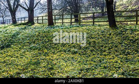 Schneefälle und Winteraconite im Welford Park in Berkshire. Stockfoto
