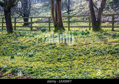 Schneefälle und Winteraconite im Welford Park in Berkshire. Stockfoto