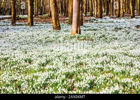 Schneefälle im Welford Park in Berkshire. Stockfoto