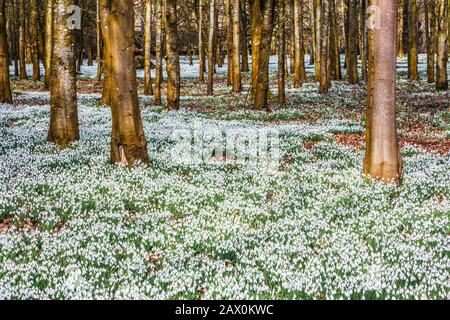 Schneefälle im Welford Park in Berkshire. Stockfoto