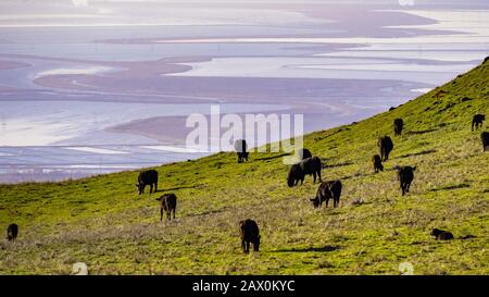 Rinderherde, die auf einer Weide auf den Hügeln der South San Francisco Bay Area weiden; Salzteiche, die im Hintergrund sichtbar sind; Rinderherden werden für Redupinen verwendet Stockfoto