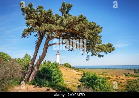 Klassischer Blick auf den berühmten Leuchtturm Dornbusch auf der schönen Insel Hiddensee mit blühenden Blumen an einem sonnigen Tag mit blauem Himmel im Sommer, Deutschland Stockfoto