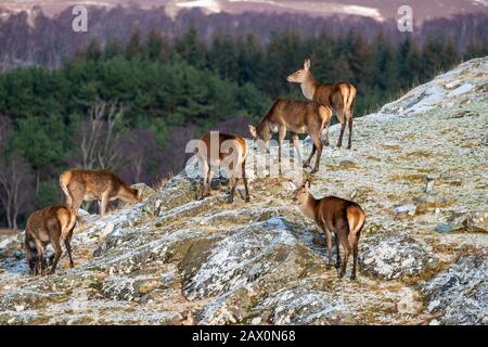 Herde of Red Deer (Cervus elaphus) in Hanglage im Highland Wildlife Park, Kincraig, Kingussie, Schottland, Großbritannien Stockfoto