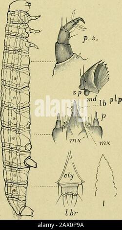 Fünfter Bericht der United States Entomological Commission, einer überarbeiteten und erweiterten Ausgabe des Bulletin NO7 über Insekten, die Wald- und Schattenbäume schädigen. Stockfoto