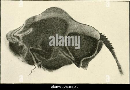 Eine Einführung in die Erforschung prähistorischer Kunst . Abb. 127.-Altamira. Bison Jumping, polychrome. IIG. 12.S.-Altaiiiiitrn. Jii.=ein in Polychrome. Großartiges Fresko. (Von CAV. DAltam.) PLATTE X Stockfoto