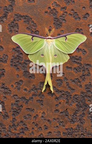 Luna Moth auf verrosteter alter Sägeblatt im Wald abgebrochen. Dauphin County, Pennsylvania, Frühling. Stockfoto