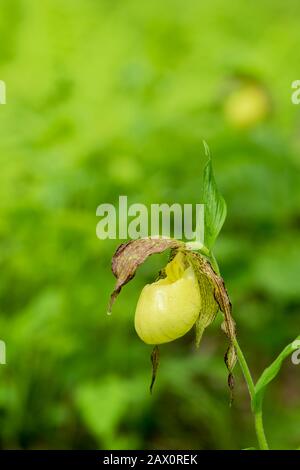 Kentucky Lady's Slipper (Cypredium kentuckiense) in voller Blüte. Diese seltene Art ist in Tennessee gefährdet, und eine Art der Besorgnis in Kentucky. Stockfoto