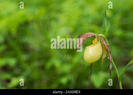 Kentucky Lady's Slipper (Cypredium kentuckiense) in voller Blüte. Diese seltene Art ist in Tennessee gefährdet, und eine Art der Besorgnis in Kentucky. Stockfoto