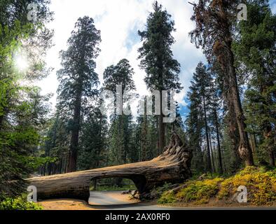 Panoramablick auf den berühmten Tunnel Log mit Crescent Meadow Road im Riesenwald an einem schönen, stimmungsvollen bewölkten Tag, Sequoia National Park, Kalifornien, USA Stockfoto