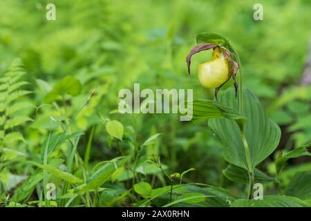 Kentucky Lady's Slipper (Cypredium kentuckiense) in voller Blüte. Diese seltene Art ist in Tennessee gefährdet, und eine Art der Besorgnis in Kentucky. Stockfoto