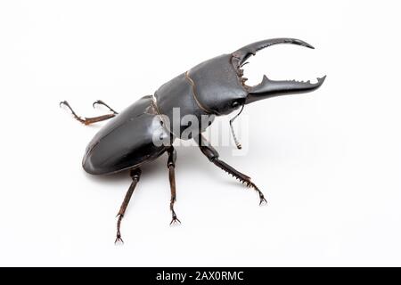 Großer männlicher Dorcus titanus Hirschkäfig auf weißem Grund. Stockfoto