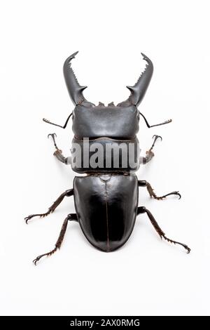 Großer männlicher Dorcus titanus Hirschkäfig auf weißem Grund. Stockfoto