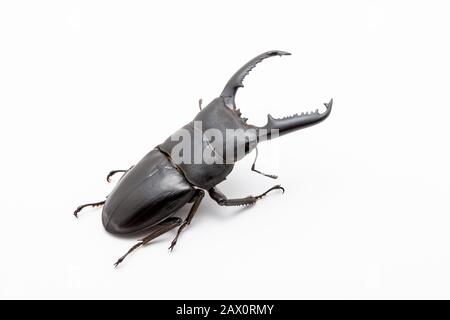 Großer männlicher Dorcus titanus Hirschkäfig auf weißem Grund. Stockfoto