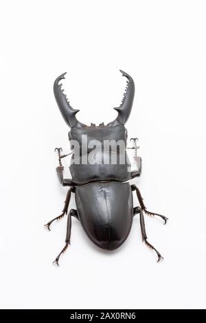 Großer männlicher Dorcus titanus Hirschkäfig auf weißem Grund. Stockfoto