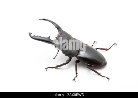 Großer männlicher Dorcus titanus Hirschkäfig auf weißem Grund. Stockfoto