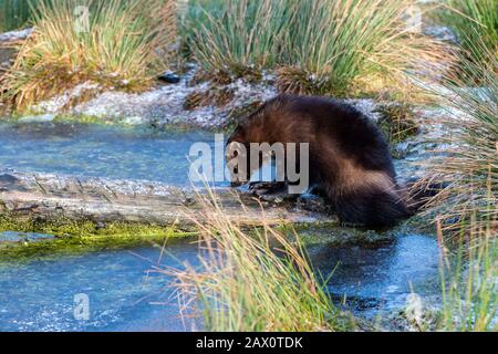 Wolverine (Gulo Gulo) im Highland Wildlife Park, Kincraig, Kingussie, Schottland, Großbritannien Stockfoto