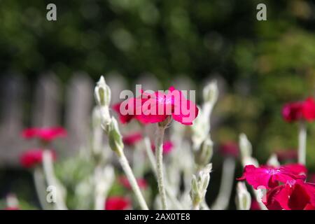 Rosa Blumen der blühenden Rose Campion oder Lychnis Coronaria zur Frühlingssaison, Nahaufnahme, Blumen der Lampenblume, Dusty Miller, Bloody William, Stockfoto