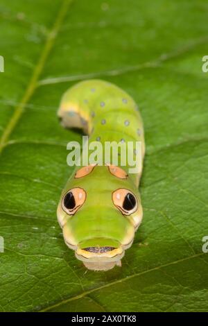 Spicebush Swallowtail Caterpillar (Papilio troilus) 5. Instarische Raupe auf Spicebush. Stockfoto