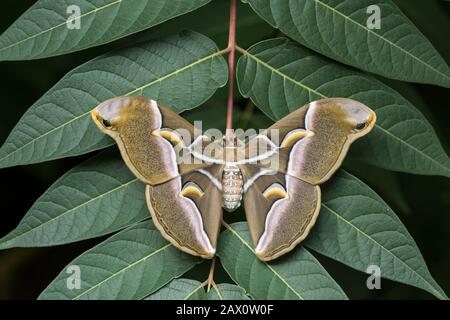 Cynthia Moth, (Samia cynthia, Erwachsene auf dem Himmelbaum (Ailanthus altissima). Hudson County, New Jersey, Juli. Stockfoto