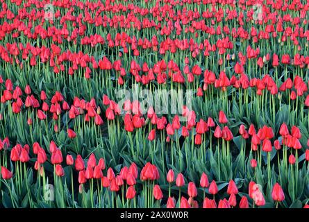 Feld der roten Tulpen blüht im Skagit Valley. Washington, April. Stockfoto