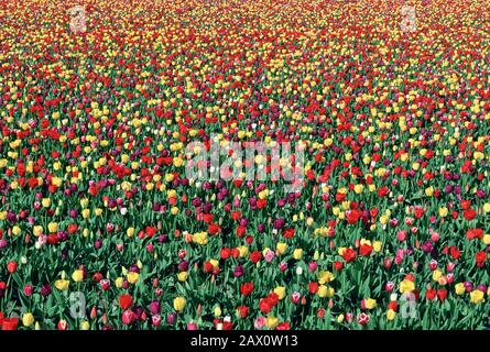 Feld mit gemischten Tulpen, die im Skagit Valley blühen. Washington, April. Stockfoto