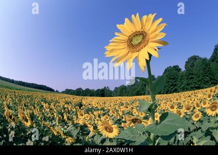 Die blühende Sonnenblume steht über der Menge anderer Sonnenblumen. Maryland, Juli. Stockfoto