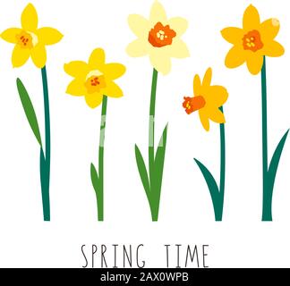 Florale Illustration. Vektorelemente auf weißem Hintergrund isoliert. Grußkartenvorlage für strahlendes Frühlingsdesign. Gartenblumen. Gelbe Narzisse Stock Vektor