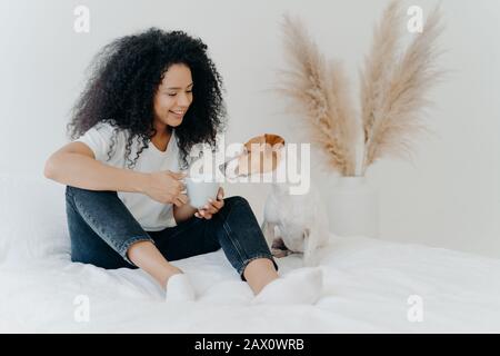 Horizontaler Schuss der glücklichen Afro-Amerikanerin verbringt Freizeit mit Hund, fühlt sich wohl, stellt sich auf dem Bett mit weißer Bettkleidung. Jack Rusell Terrier Smel Stockfoto