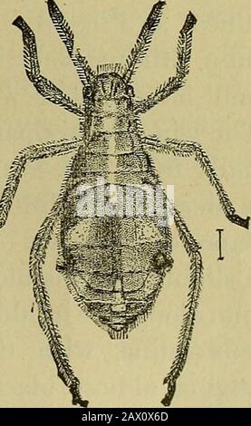 Insekten und InsektizideA praktische Anleitung über schädliche Insekten und die Methoden zur Prävention ihrer Verletzungen . 7 bewegen Sie aDOUt schnell, oviparöse Weibchen. Vergrößert. 152 INSEKTEN, DIE SCHATTENBÄUME betreffen. Normalerweise versuchen sie, sich auf der anderen Seite des Zweiges zu verbergen. Zu solchen Zeiten haben sie auch die akuriose Angewohnheit, ihre langen Hinterbeine in der Luft zu winken, wahrscheinlich zum Zwecke der erschreckenden Furcht erregenden oder parasitären Feinde. Stockfoto