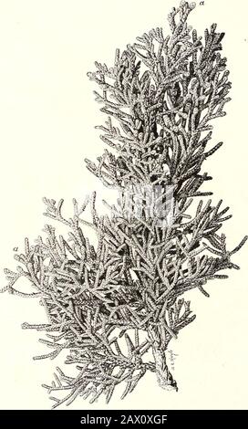 Die Zypress- und Wacholderbäume der Rocky Mountain Region. Juniperus MONOSPERMA: Laub UND RlPE FRUIT.A, Seeds (vergrößert); 6, junge Terminalaufnahmen. Bui. 207, USabteilung Landwirtschaft. Platte II. JUNIPERUS MONOSPERMA: AST ZEIGT (") MÄNNLICHE BLUMENKNOSPEN (IM HERBST] BUI. 207, USabteilung Landwirtschaft. Platte XIII Stockfoto