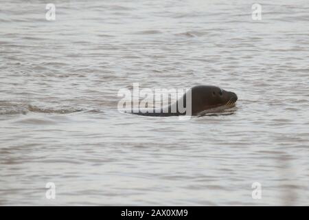 10. Februar 2020, Nordrhein-Westfalen, Krefeld: Ein Siegel schwimmt im Rhein. Nach Angaben des Aquazoo-Löbbecke-Museums in Düsseldorf handelt es sich offenbar um ein Siegel. Foto: David Young / dpa Stockfoto