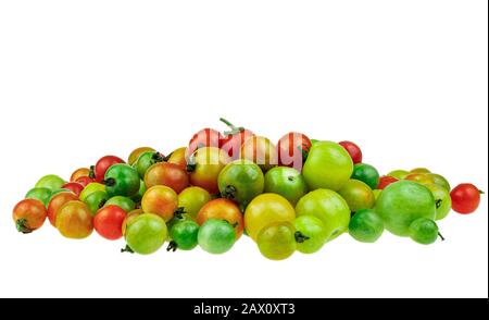 Wild Tomato oder Love Apple ist eine Art kleiner runder Tomaten mit weißem Hintergrund, wissenschaftlicher Name Lycopersicum Esculentum Mill Stockfoto