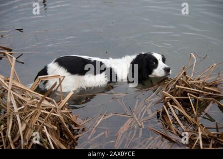 Alte, schwarz-weiße Cockerspaniel-Abkühlung im Kennet- und Avon-Kanal auch an einem kühlen Wintertag, Hungerford Common, Januar Stockfoto