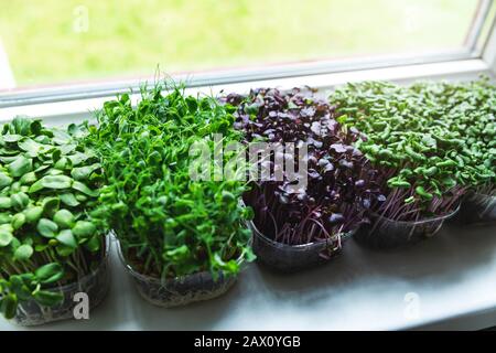 Küchengarten - Mikrogrüns, die auf Fensterbank wachsen Stockfoto