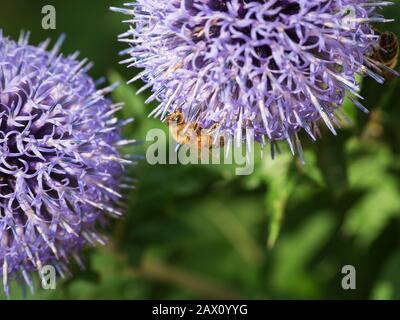 Biene auf Blume, Altmühltal, Franken, Bayern, Deutschland Biene auf Blume, Altmühltal, Franken, Bayern, Deutschland Stockfoto