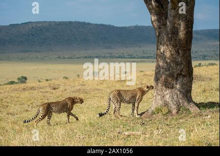 Zwei Geparde nähern sich einem großen Baum in Masai Mara, Kenia, Afrika Stockfoto