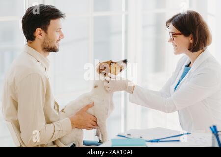 Der professionelle Tierarzt macht die Überprüfung des Jack russel Terrier Hundes in der Klinik, trägt weißen Mantel und medizinische Handschuhe und wird impfen. DoD-Besitzer Stockfoto