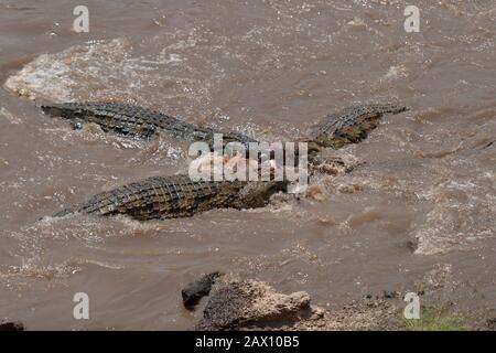 Drei Krokodile, die in Mara River bei Masai Mara, Kenia, Afrika um Tötung kämpfen Stockfoto