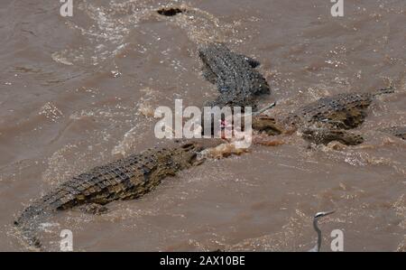 Drei Nilkrokodile, die sich von einem wildebesten Töten in Mara River bei Masai Mara, Kenia, Afrika ernähren Stockfoto