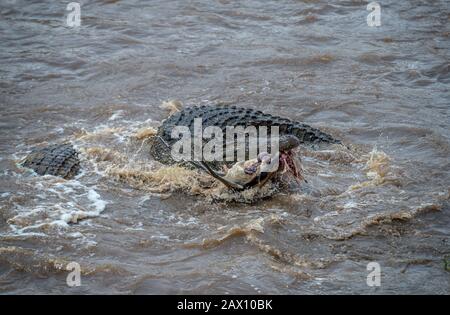 Nil-Krokodile, die sich von einem wildebesten Töten in Mara River bei Masai Mara, Kenia, Afrika ernähren Stockfoto