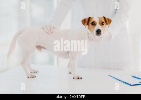 Das zugeschnittene Bild des professionellen Tierarztes untersucht den kranken Stammhund in der Klinik, stellt sich in der Nähe eines weißen Tisches mit Zwischenablage zum Schreiben von Notizen auf. Tiermedizinisch Stockfoto
