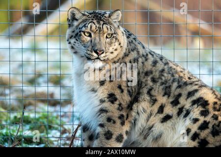 Weiblicher Schneeleopard (Panthera uncia) im Gehege im Highland Wildlife Park, Kincraig, Kingussie, Schottland, Großbritannien Stockfoto