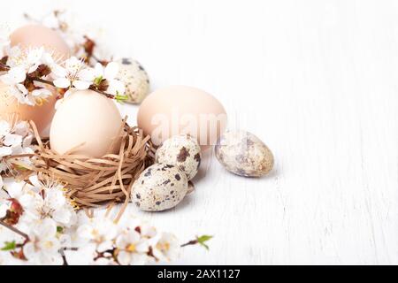 Gelege mit Eiern verzierte blühende Äste auf weißem Holzhintergrund. Osterkonzept. Stockfoto