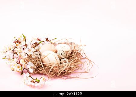 Nisten Sie mit Eiern dekorierte blühende Äste auf pinkfarbenem Hintergrund. Osterkonzept. Stockfoto