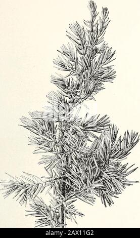 Die Zypress- und Wacholderbäume der Rocky Mountain Region. Cupressus GLABRA: Laub UND NEU rlPENED GESCHLOSSENE KEGEL.a, männliche Blumenknospen (im Herbst); b, neuer Schuss mit großer Form von Blättern. Bui. 207, U. S. Abt. einer^-Lehrplanplatte VI.. M JUNIPERUS COMMUNIS: Steriler ZWEIG. Bui. 207, USabteilung Landwirtschaft. Platte VII Stockfoto