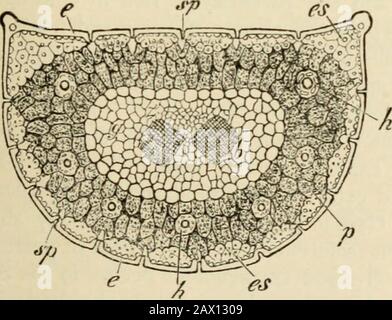 Textbuch der Botanik, der Morphologie und der Physiologie. Stockfoto