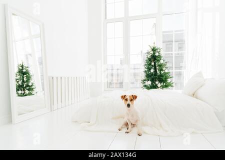 Foto des Jack russell Terrier Hundes posiert auf dem Boden in der Nähe des Bettes, genießt Weihnachtszeit, dekoriert grünen Tannenbaum steht in der Nähe großer Fenster. Weiße Farbe ist vorherrschend Stockfoto