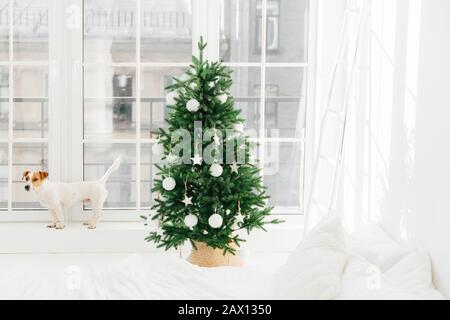 Horizontaler Schuss kleiner Hunde posiert auf Fensterbank großer Fenster im Schlafzimmer, schöner dekorierter Neujahrsbaum steht in der Nähe. Innenbereich des Weihnachtszimmers Stockfoto